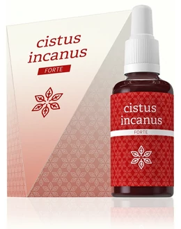 Cistus incanus